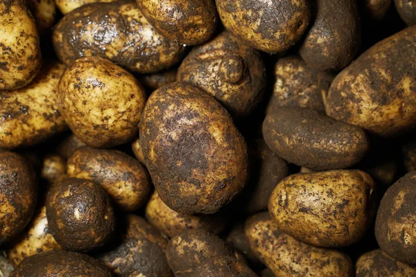 Färsk Potatis Med Spår Jord Huden Smutsig Råpotatis Stor Mängd — Stockfoto