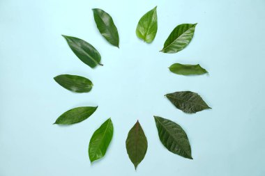 Tropikal yaprak yığınlarından oluşan yaratıcı bir düzen. Pastel arka planda yeşil tropikal yapraklar, yaz konsepti. Metnin için kopya alanı olan düz bir üst görünüm yatıyordu. Şablon için taze yaprak detayı duvar kağıdı.