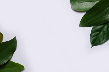 Tropikal yaprak yığınlarından oluşan yaratıcı bir düzen. Pastel arka planda yeşil tropikal yapraklar, yaz konsepti. Metnin için kopya alanı olan düz bir üst görünüm yatıyordu. Şablon için taze yaprak detayı duvar kağıdı.