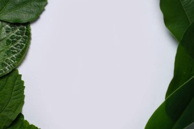 Tropikal yaprak yığınlarından oluşan yaratıcı bir düzen. Pastel arka planda yeşil tropikal yapraklar, yaz konsepti. Metnin için kopya alanı olan düz bir üst görünüm yatıyordu. Şablon için taze yaprak detayı duvar kağıdı.