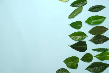 Tropikal yaprak yığınlarından oluşan yaratıcı bir düzen. Pastel arka planda yeşil tropikal yapraklar, yaz konsepti. Metnin için kopya alanı olan düz bir üst görünüm yatıyordu. Şablon için taze yaprak detayı duvar kağıdı.