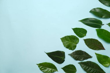 Tropikal yaprak yığınlarından oluşan yaratıcı bir düzen. Pastel arka planda yeşil tropikal yapraklar, yaz konsepti. Metnin için kopya alanı olan düz bir üst görünüm yatıyordu. Şablon için taze yaprak detayı duvar kağıdı.