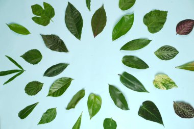 Tropikal yaprak yığınlarından oluşan yaratıcı bir düzen. Pastel arka planda yeşil tropikal yapraklar, yaz konsepti. Metnin için kopya alanı olan düz bir üst görünüm yatıyordu. Şablon için taze yaprak detayı duvar kağıdı.