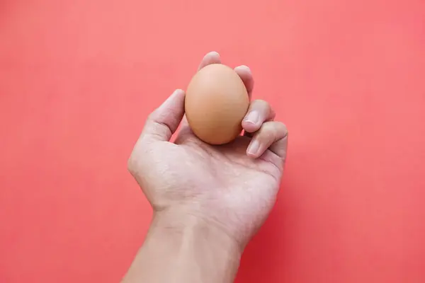 Hand holding grains of chicken egg isolated on pink background. Perfect mix of hand skin tones, egg tones and backgrounds. The hand that holds a future. Reach out to give chicken eggs.