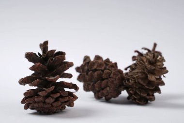 Yatak odası aksesuarları ya da fotoğraf stüdyosu dekorları için kurutulmuş kozalaklar. Beyaz arkaplanda çam kozalağı izole. 