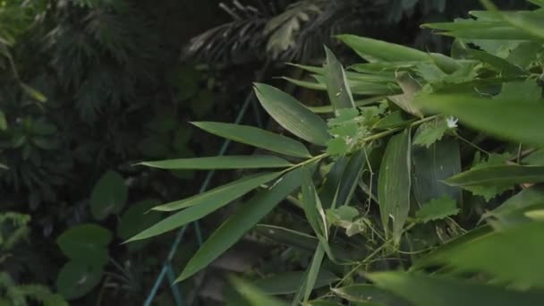 Las Escaleras Ruta Senderismo Están Rodeadas Bosques Bambú Derecha Izquierda — Vídeo de stock