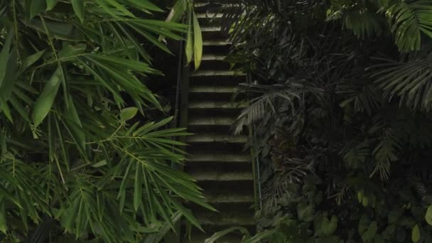 Escadas Trilha Caminhadas São Cercadas Por Florestas Bambu Direita Esquerda — Vídeo de Stock