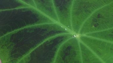 Taro yapraklarının üzerine su damlaları düşer. Endonezya 'da çekilmiş. Kapat.