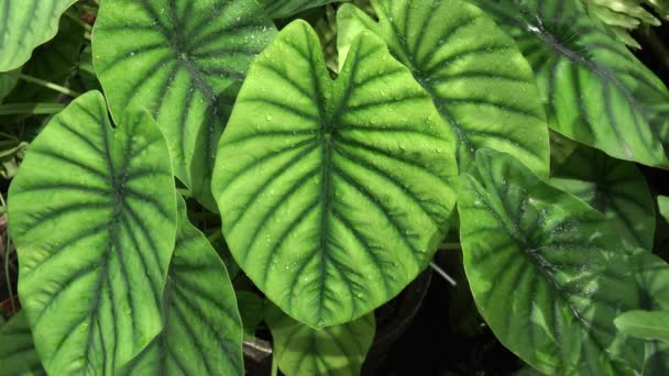 Taro Okrasná Rostlina Alocasia Clypeolata Velmi Krásnými Vzory Listů Vhodný — Stock video