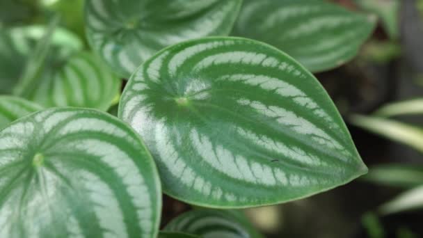 Peperomia Argyreia Leaves Beautiful Pattern Resembles Skin Watermelon Footage — Stock Video