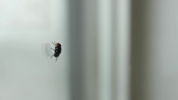 Una Mosca Aferra Una Ventana Vidrio Insecto Negro Animales — Vídeos de Stock