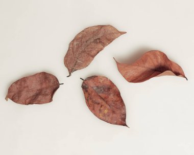 Tropikal yaprak yığınlarından oluşan yaratıcı bir düzen. Beyaz arka planda yeşil tropik yapraklar, yaz konsepti. En üstteki görünüm, metin için kopyalama alanı ile düz yatar. Taze yaprak detayı duvar kağıdı.