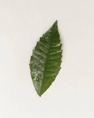 Tropikal yaprak yığınlarından oluşan yaratıcı bir düzen. Beyaz arka planda yeşil tropik yapraklar, yaz konsepti. En üstteki görünüm, metin için kopyalama alanı ile düz yatar. Taze yaprak detayı duvar kağıdı.