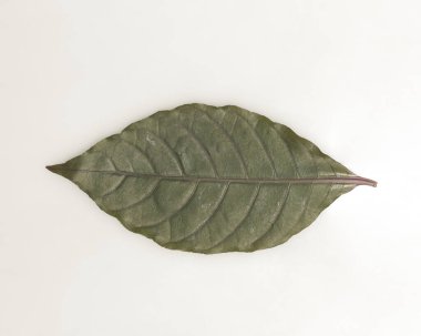 Tropikal yaprak yığınlarından oluşan yaratıcı bir düzen. Beyaz arka planda yeşil tropik yapraklar, yaz konsepti. En üstteki görünüm, metin için kopyalama alanı ile düz yatar. Taze yaprak detayı duvar kağıdı.