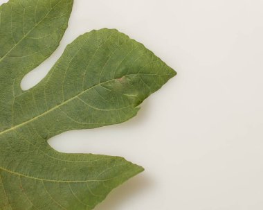 Tropikal yaprak yığınlarından oluşan yaratıcı bir düzen. Beyaz arka planda yeşil tropik yapraklar, yaz konsepti. En üstteki görünüm, metin için kopyalama alanı ile düz yatar. Taze yaprak detayı duvar kağıdı.