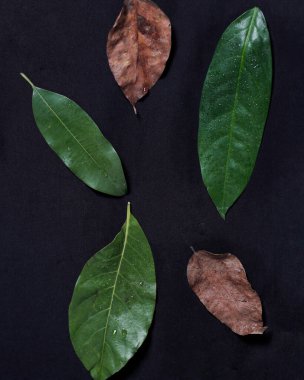 Tropikal yaprak yığınlarından oluşan yaratıcı bir düzen. Beyaz arka planda yeşil tropik yapraklar, yaz konsepti. En üstteki görünüm, metin için kopyalama alanı ile düz yatar. Taze yaprak detayı duvar kağıdı.