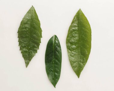 Tropikal yaprak yığınlarından oluşan yaratıcı bir düzen. Beyaz arka planda yeşil tropik yapraklar, yaz konsepti. En üstteki görünüm, metin için kopyalama alanı ile düz yatar. Taze yaprak detayı duvar kağıdı.