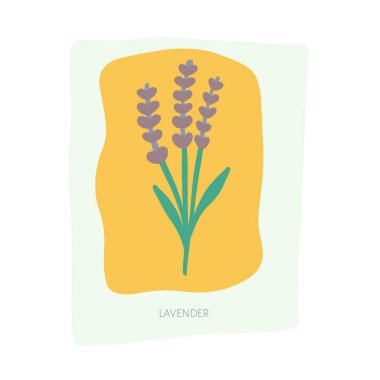 Lavender hand drawn illustration. Vector illustration