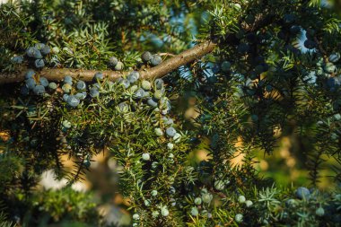 Böğürtlenli ardıç dalı. Juniperus Communis. Geçmişi. Yakın çekim.