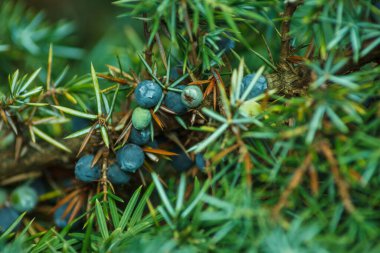 Böğürtlenli ardıç dalı. Juniperus Communis. Geçmişi. Yakın çekim.