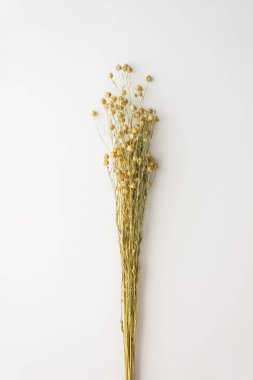 Beyaz arka planda kuru keten buketi