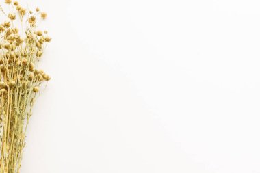 Beyaz arka planda bir buket keten. Uzayı kopyala Arkaplan