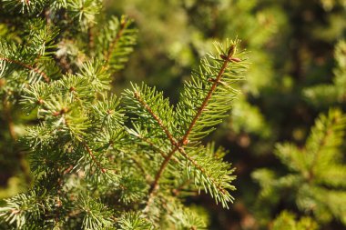 Ladin 'in dalları. Arkaplan