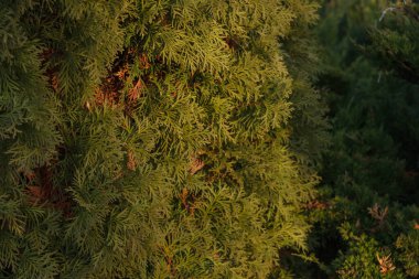 Evergreen thuja geçmişi. Alanın küçük derinliği.