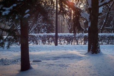 Parkta gün batımı. Kış arkaplanı