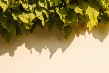 Bej duvarda yemyeşil yapraklar