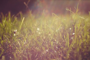 Akşam güneşi altında küçük bir alan derinliği (DOF) olan yeşil çimenler. Soyut arkaplan