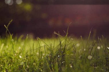 Akşam güneşi altında küçük bir alan derinliği (DOF) olan yeşil çimenler. Soyut arkaplan