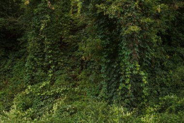 Duvar çeşitli bitkilerin çalılıklarından yapılmıştır. Arkaplan