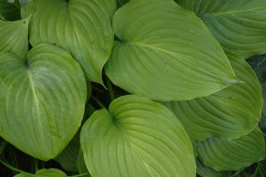 Yeşil yapraklı Hosta yaz bahçesinde. (Hosta plantaginea)