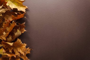 Karanlık bir arka planda kuru meşe yaprakları. Uzayı kopyala Sonbahar arkaplanı