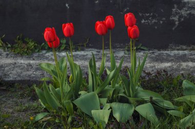 Evin yakınında kırmızı laleler. (Tulipa)