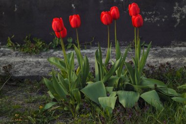 Evin yakınında kırmızı laleler. (Tulipa)