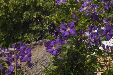 Clematis 'in çiçekleri. Küçük alan derinliği