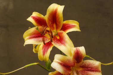 Bahçedeki Lilium çiçekleri. Yakın plan. DOF