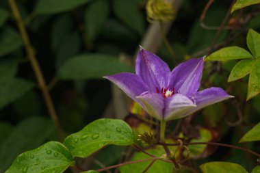 Yeşil yaprakların arka planında Clematis