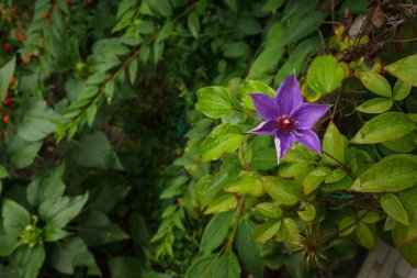 Yeşil yaprakların arka planında Clematis