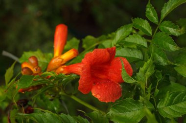 Bahçedeki bitkiler arasında Kampüs radyan çiçekleri. Yakın plan. Küçük alan derinliği