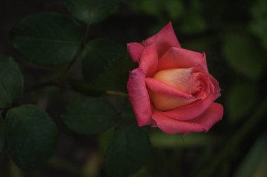 Yeşil yaprakların arasında pembe gül