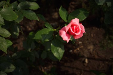 Yeşil yaprakların arasında pembe gül