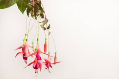 Pembe fuşya (Fchsia) çiçekleri beyaz arka plandaki dallara asılır. Uzayı kopyala Yüzeyin derinliği (DOF)