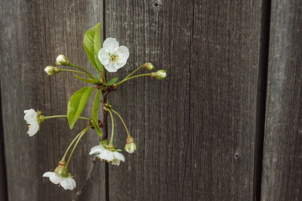 Virág Cseresznye Háttérben Régi Táblák — Stock Fotó