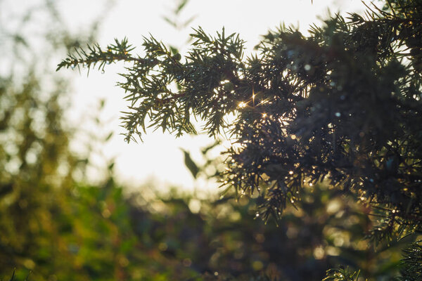 Glowing drops of water on the juniper branch after rain. Abstract background. Small depth of field