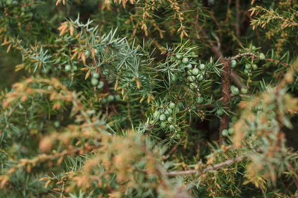 Jeneverbes Tak Met Bessen Juniperus Communis Achtergrond — Stockfoto