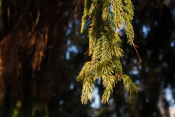 Branches Spruce Background — Stock Photo, Image