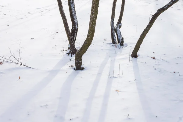 Зимовий Парк Відтінок Від Дерев — стокове фото